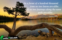 In A Forest Of Hundred Quote