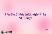 A Few Giant Chia Pets