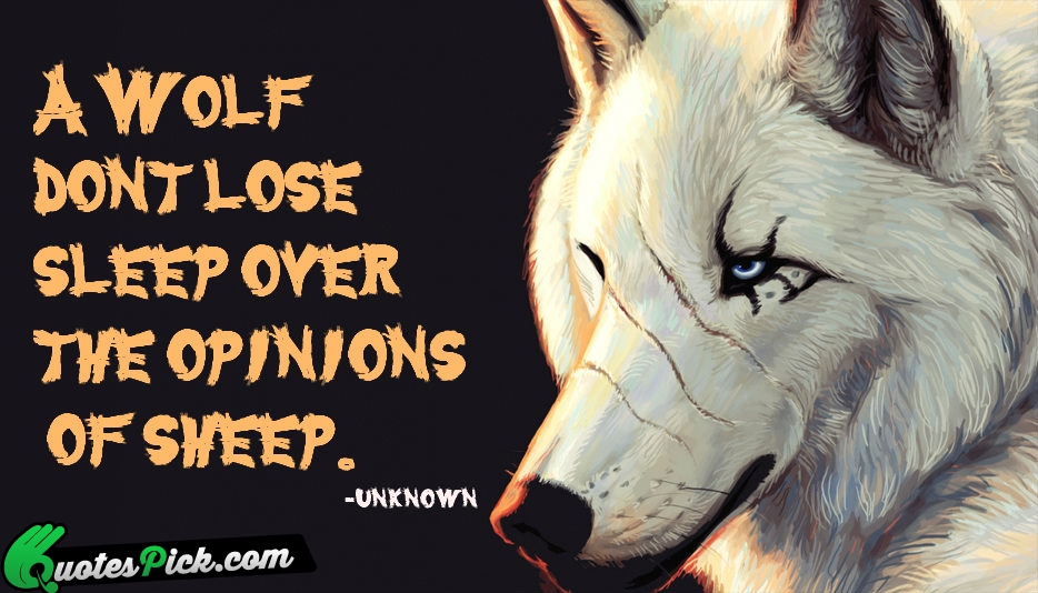 A Wolf Dont Lose Sleep Over Quote by Unknown