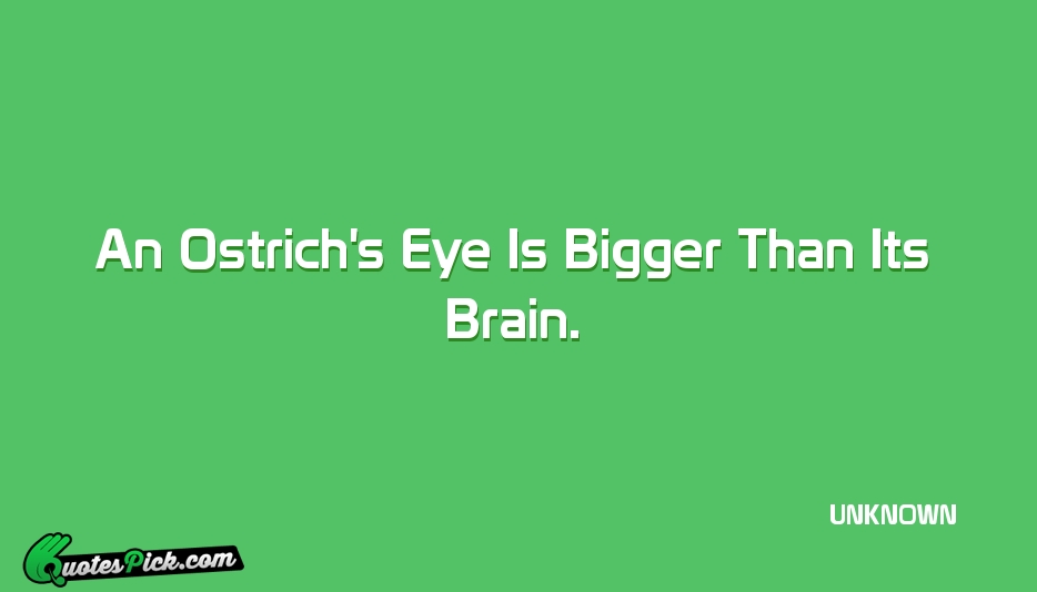 Ostrich Quotes