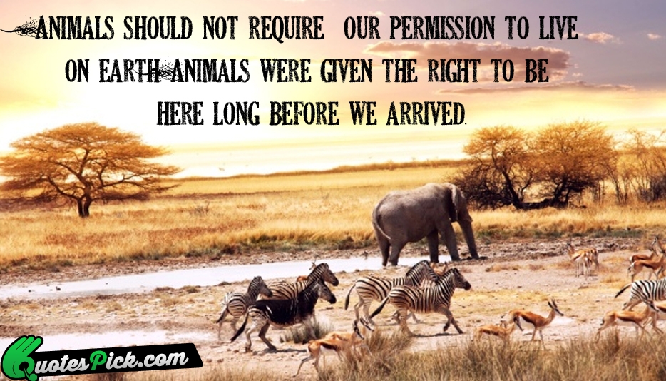 Animals Should Not Require Our Permission Quote by Unknown