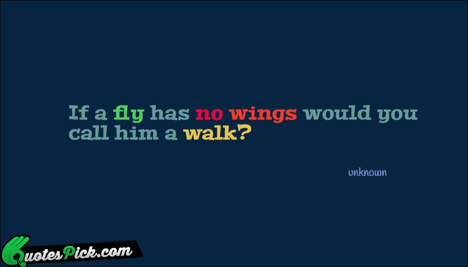 If A Fly Has No Wings Quote by Unknown