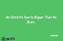 An Ostrichs Eye Is Bigger Quote